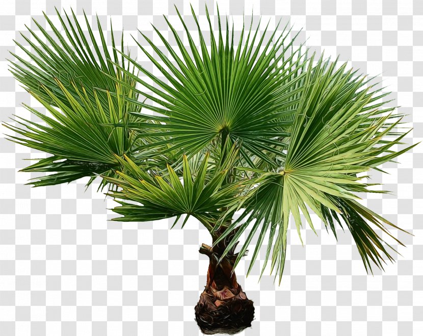 Palm Tree - Sabal Palmetto - Woody Plant Houseplant Transparent PNG