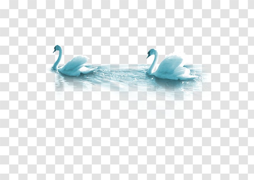 Cygnini Bird Dating Clip Art - White Swan Transparent PNG