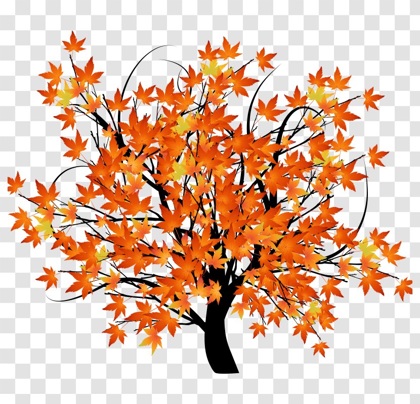 Autumn Leaf Color Tree Maple - Woody Plant - Tree,Trees,wood,plant Transparent PNG