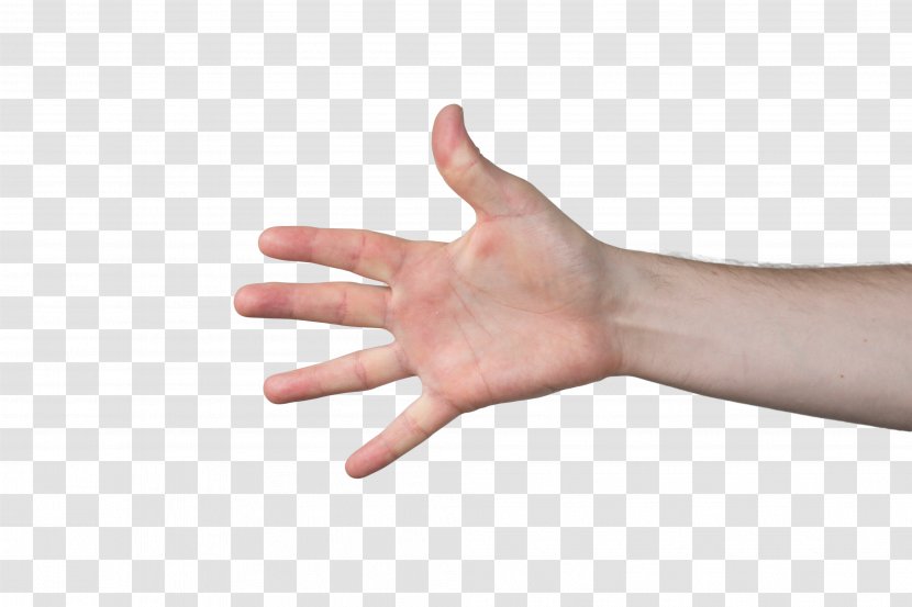 Hand Arm Finger Thumb - Human Body - Hands Transparent PNG