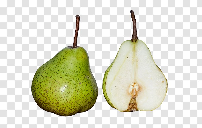 Shipova Gymnosporangium Fruit Asian Pear Food - Prickly Illustration Transparent PNG