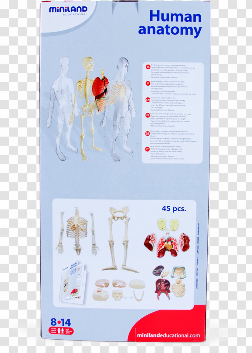 Human Anatomy Skeleton Homo Sapiens Organism - Text - Bones Transparent PNG