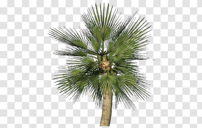 Asian Palmyra Palm Chamaerops Humilis Sabal Arecaceae Plant - Tree - Mediterranean Transparent PNG