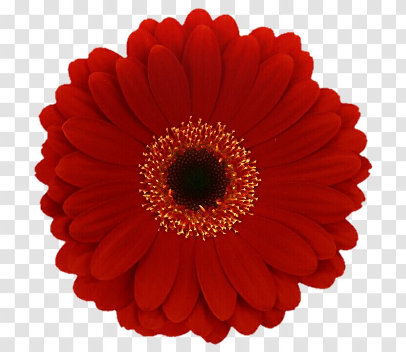Cut Flowers Transvaal Daisy Red Common - Peach - Gerbera Transparent PNG