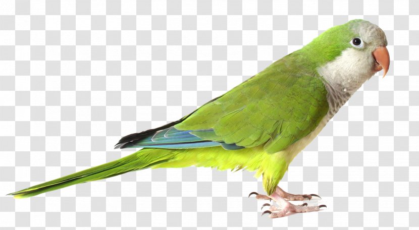 Monk Parakeet Parrot Bird Green Transparent PNG