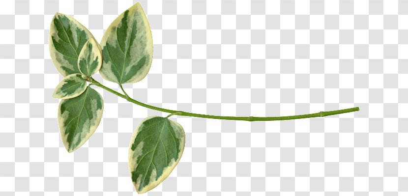 Leaf Plant Stem Herb - Follaje Transparent PNG