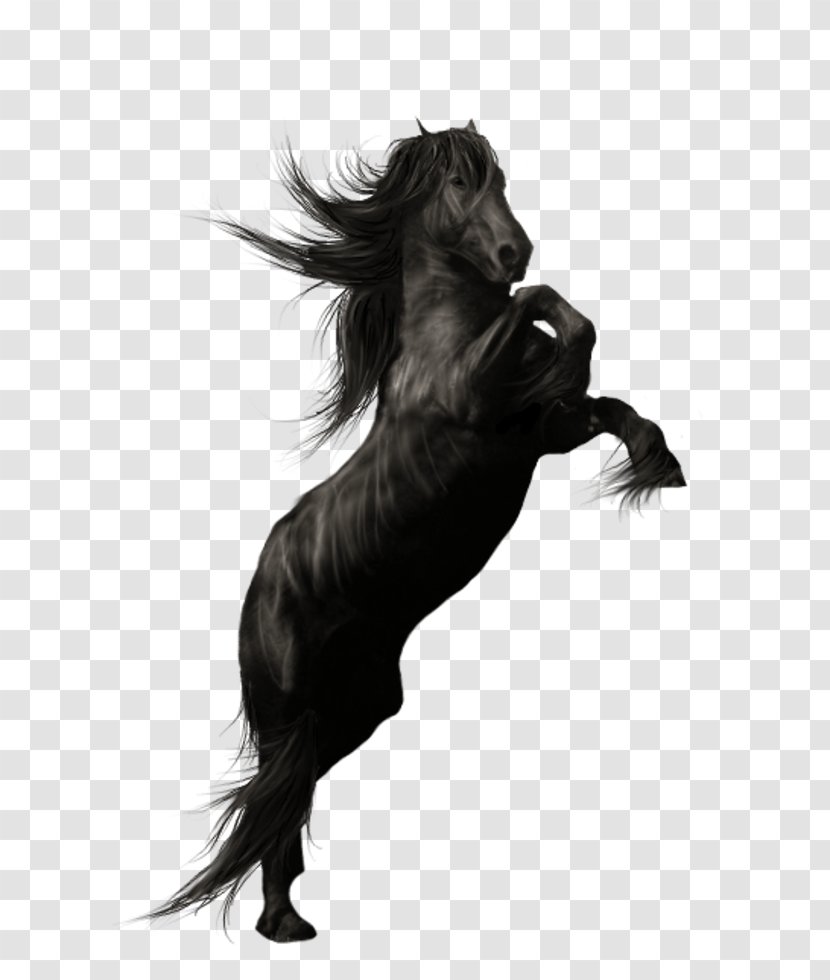 Friesian Horse Andalusian American Quarter Stallion - Breed - Fictional Character Transparent PNG