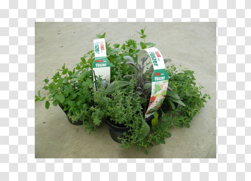 Herb Leaf Vegetable Flowerpot - Grass - Mix Grill Transparent PNG