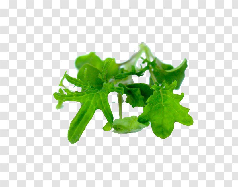 Leaf Vegetable Lettuce Herb - Tool - Kale Transparent PNG