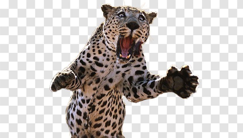 Cheetah Tiger Jaguar Post Cards Lion - Big Cats Transparent PNG