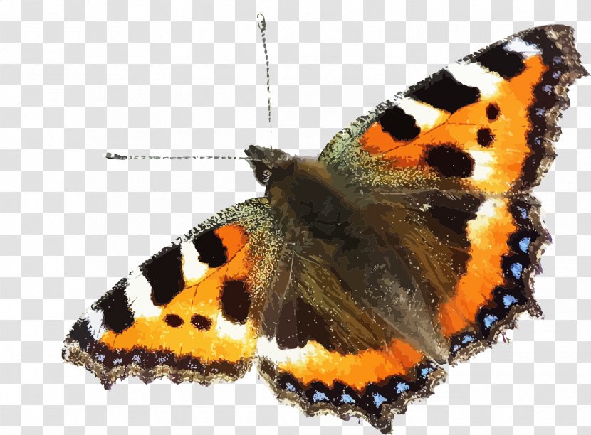 Brush-footed Butterflies Butterfly Gossamer-winged Small Tortoiseshell Moth - Organism Transparent PNG