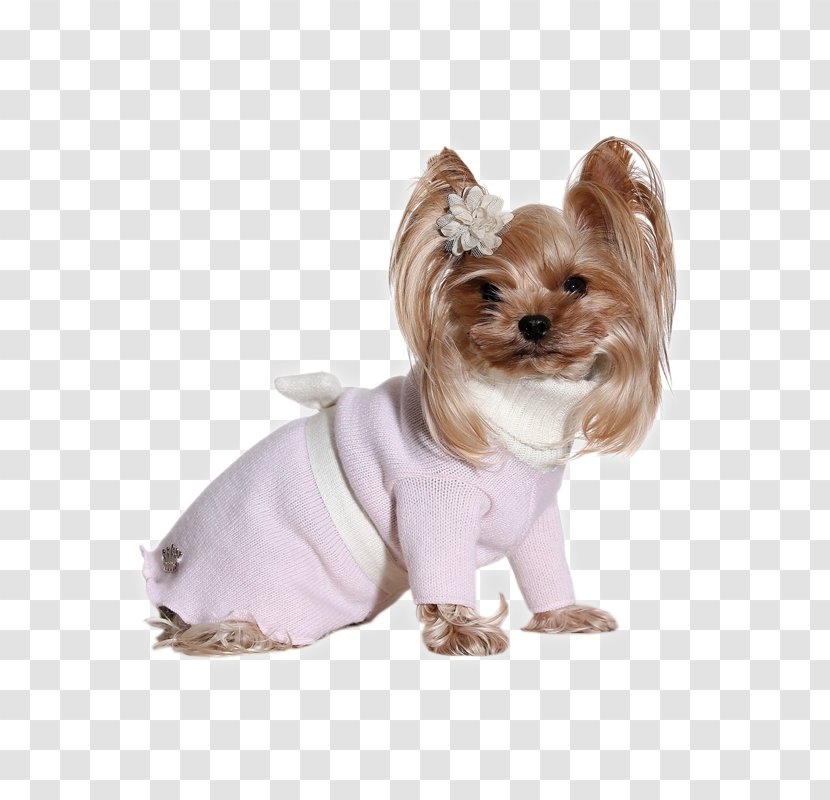 Yorkshire Terrier Prince And Princess Dog Clothes Romantic - Like Mammal Transparent PNG