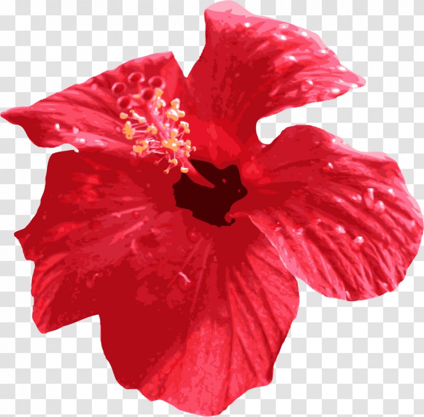 Shoeblackplant Cut Flowers Red Petal - Magenta - Flower Transparent PNG