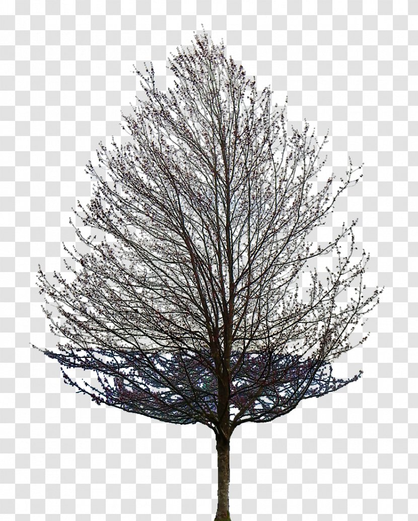 Tree Oak Tattoo Populus Nigra Branch - Common Lilac Transparent PNG