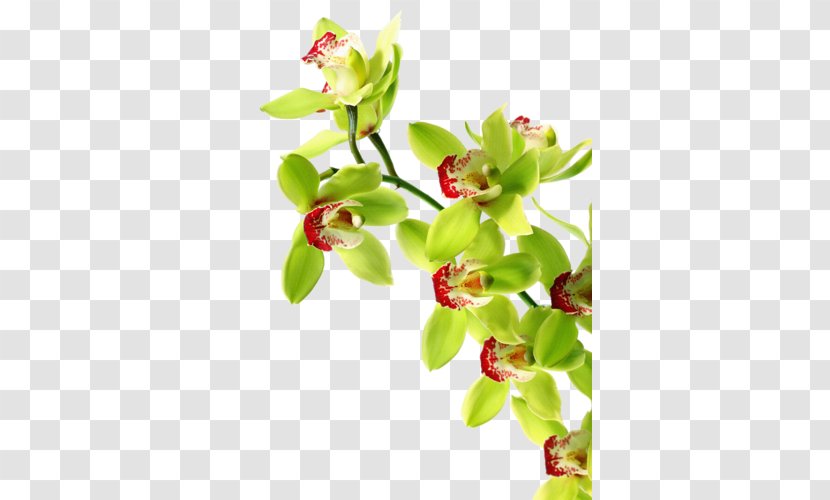 Orchids Green Orchid Growing Tiger Boat - Branch Transparent PNG