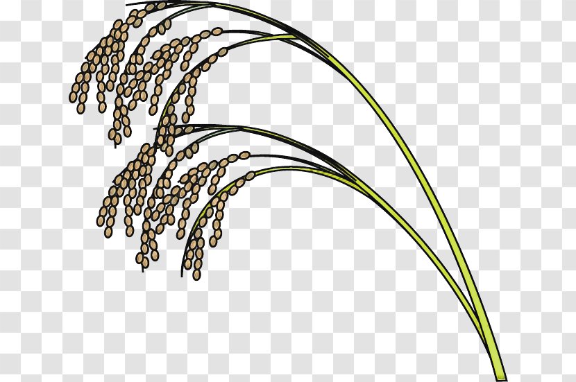 Plant Grass Family Flower Sweet - Hierochloe - Sedge Millet Transparent PNG