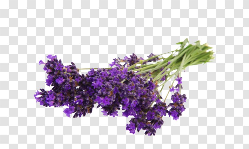 English Lavender Flower Bouquet Stock Photography - Purple Transparent PNG