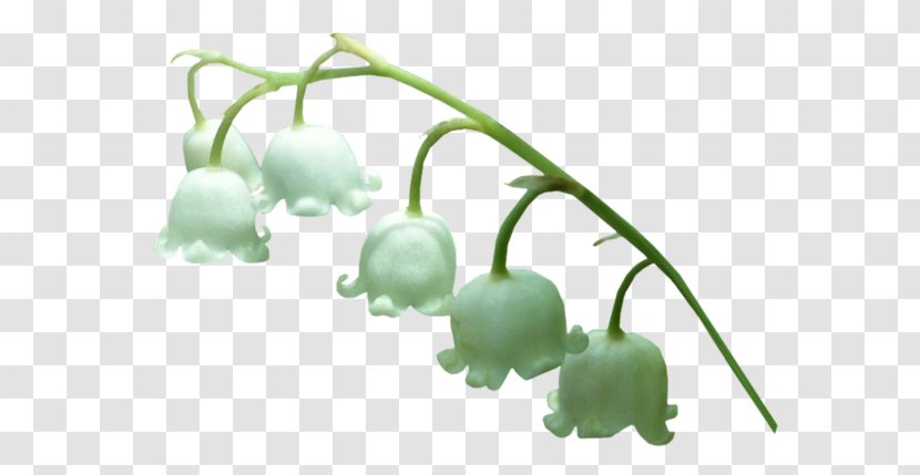 Animaatio Lily Of The Valley Clip Art - Watercolor Transparent PNG