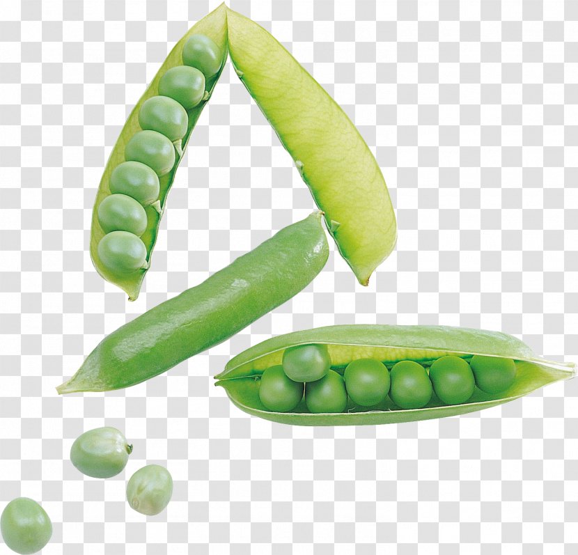 Snap Pea Snow Bean - Color Transparent PNG
