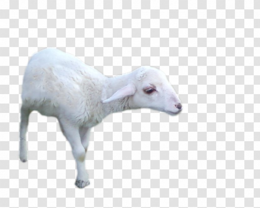Sheep Goat Cattle DeviantArt - Livestock Transparent PNG