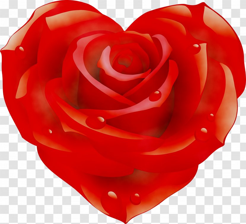 Rose Image Illustration Clip Art - Plant - Petal Transparent PNG