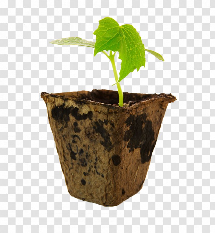 Cucumber Hunger World Food Day University Of California, Davis - California - Flowerpot Transparent PNG