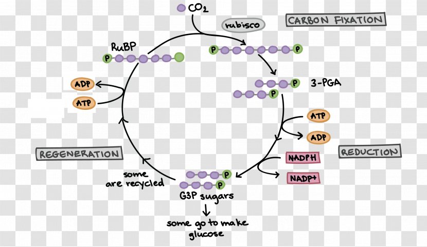 Calvin Cycle Photosynthesis Light-independent Reactions Cellular Respiration Biology - Adenosine Triphosphate Transparent PNG