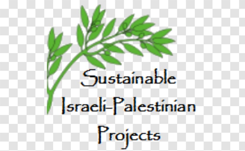 Sustainable Israeli-Palestinian Projects Organization Hebron Israeli–Palestinian Conflict - Tree Transparent PNG