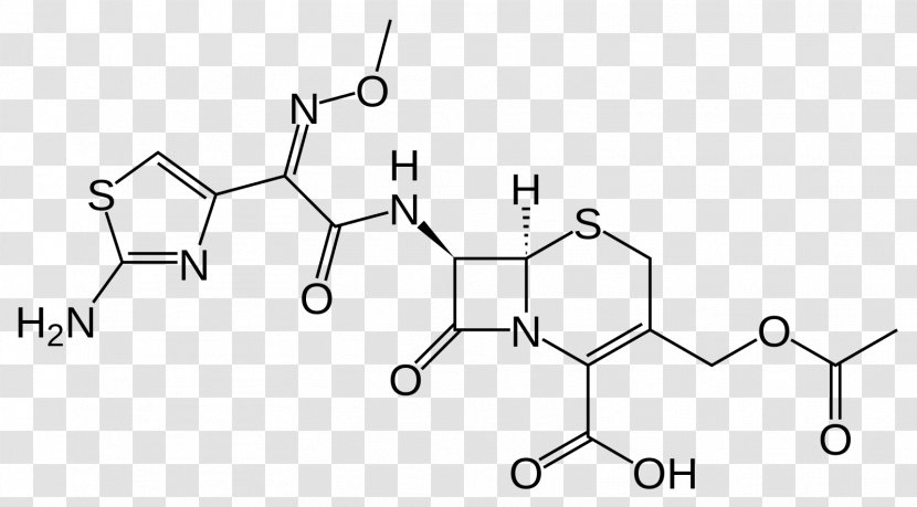 Cefotaxime Amoxicillin β-lactam Antibiotic Cephalosporin Ceftazidime - Frame - Tree Transparent PNG