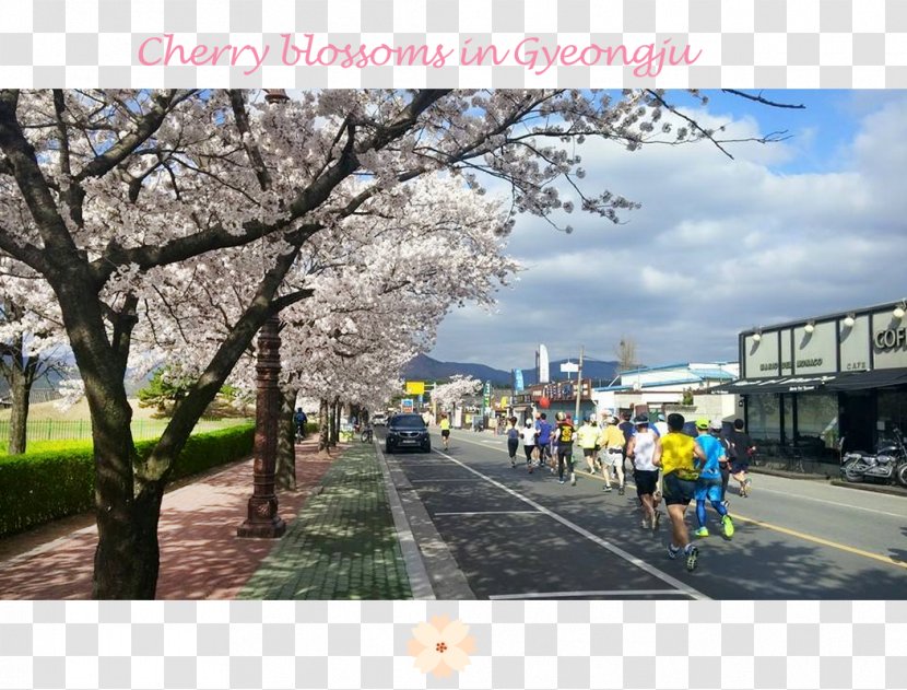 Cherry Blossom Recreation ST.AU.150 MIN.V.UNC.NR AD - Sky Plc Transparent PNG