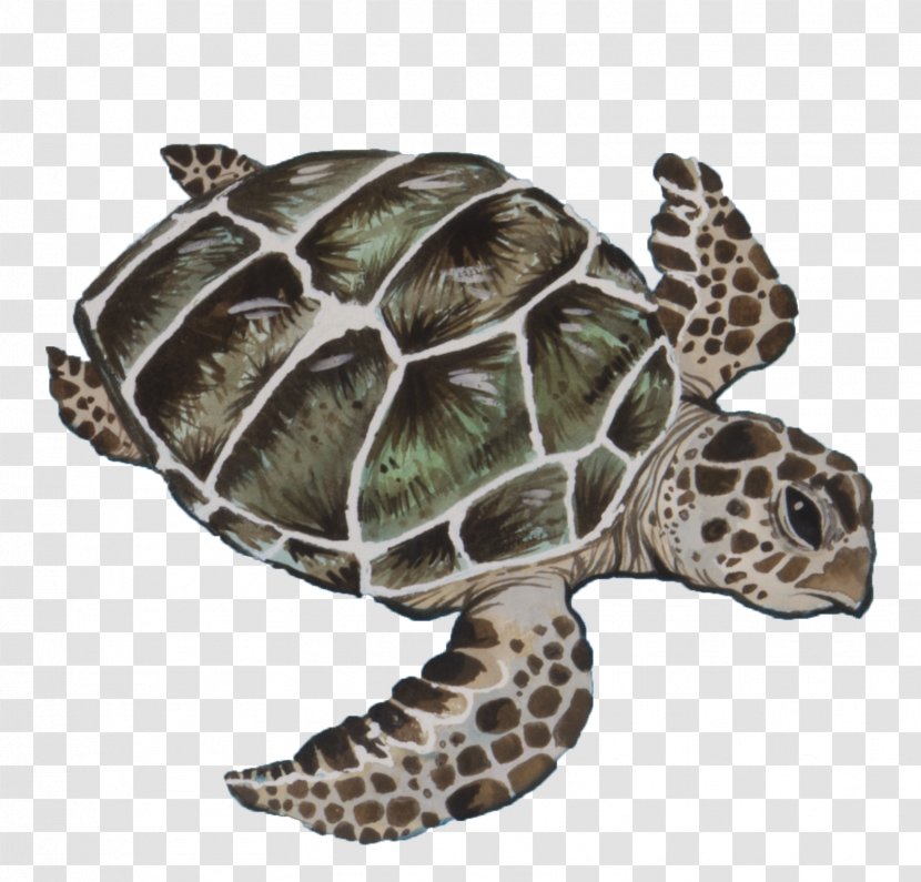 Sea Turtle Background - Kemps Ridley - Pond Olive Transparent PNG