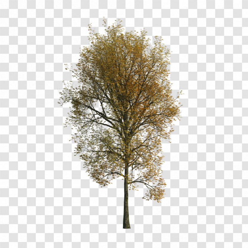 Tree Woody Plant Tilia Cordata - Branch - Rays Transparent PNG