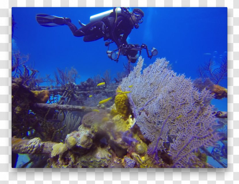 Coral Reef Fish Stony Corals Australian 4WD Hire Underwater - Aquariums - Organization Transparent PNG