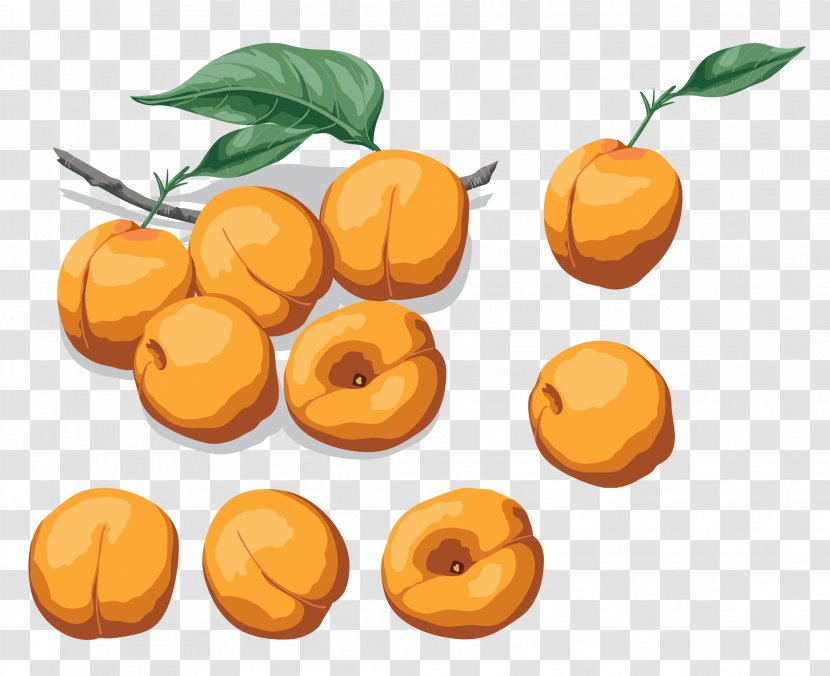 Apricot Nectarine Drawing Vegetarian Cuisine Food - Natural Foods Transparent PNG