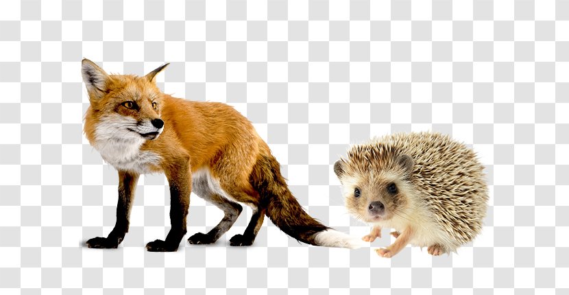 Fox Clip Art - Dog Like Mammal Transparent PNG