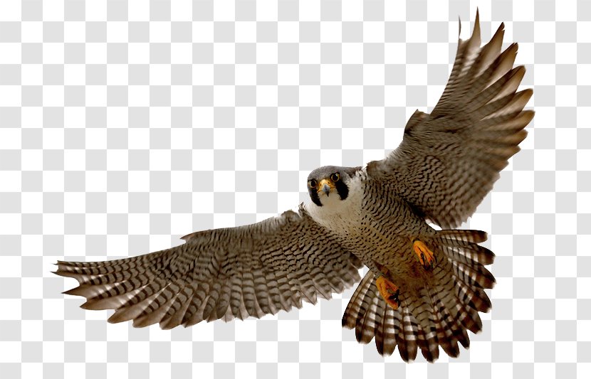 Falcon Clip Art - Wildlife Transparent PNG