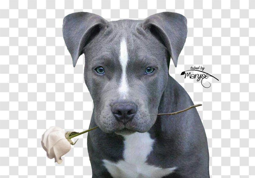 American Pit Bull Terrier Staffordshire - Dog - Puppy Transparent PNG