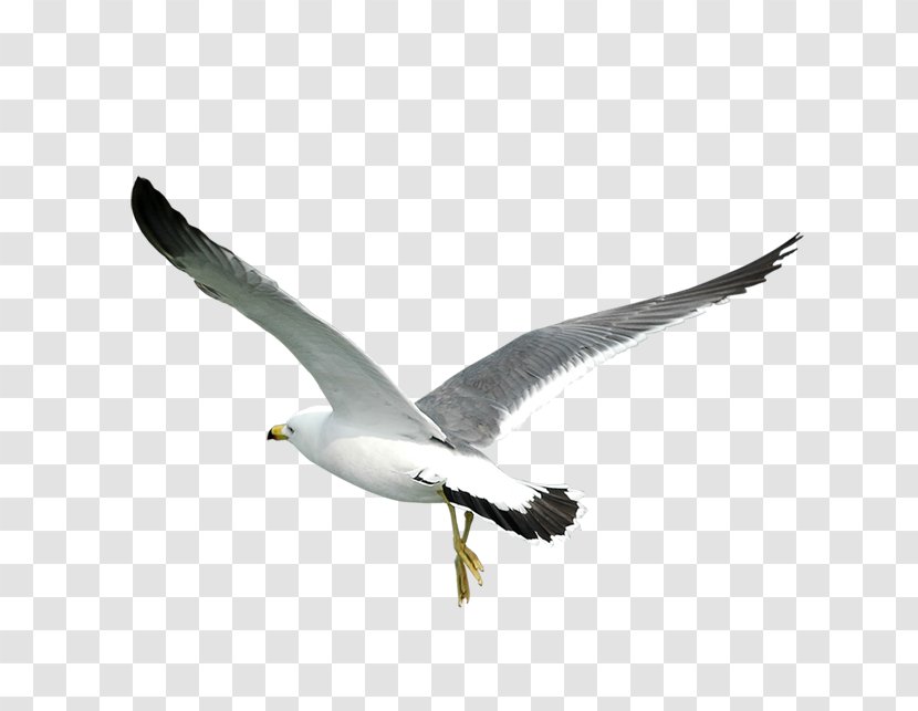 Bird Gulls - Wing - Eagle Fly Transparent PNG