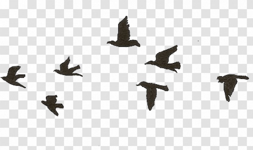 Swallow Bird - Pigeons And Doves - Wing Animal Migration Transparent PNG