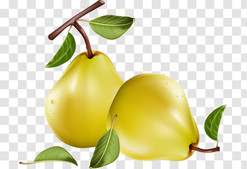 Fruit Pear Clip Art - Photography - FCB Transparent PNG