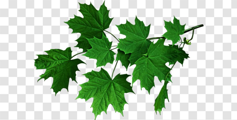 Information Desktop Wallpaper Clip Art - Branch - Maple Leaf Transparent PNG