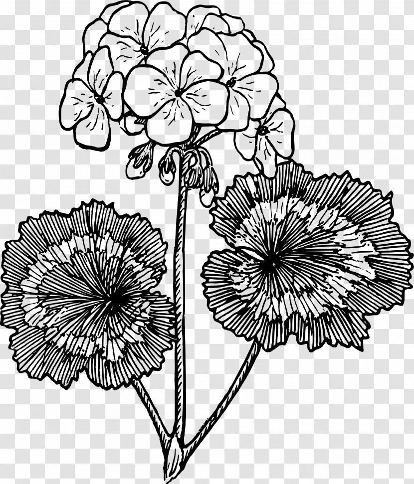 Drawing Flower Clip Art - Plant Stem - Geranium Transparent PNG