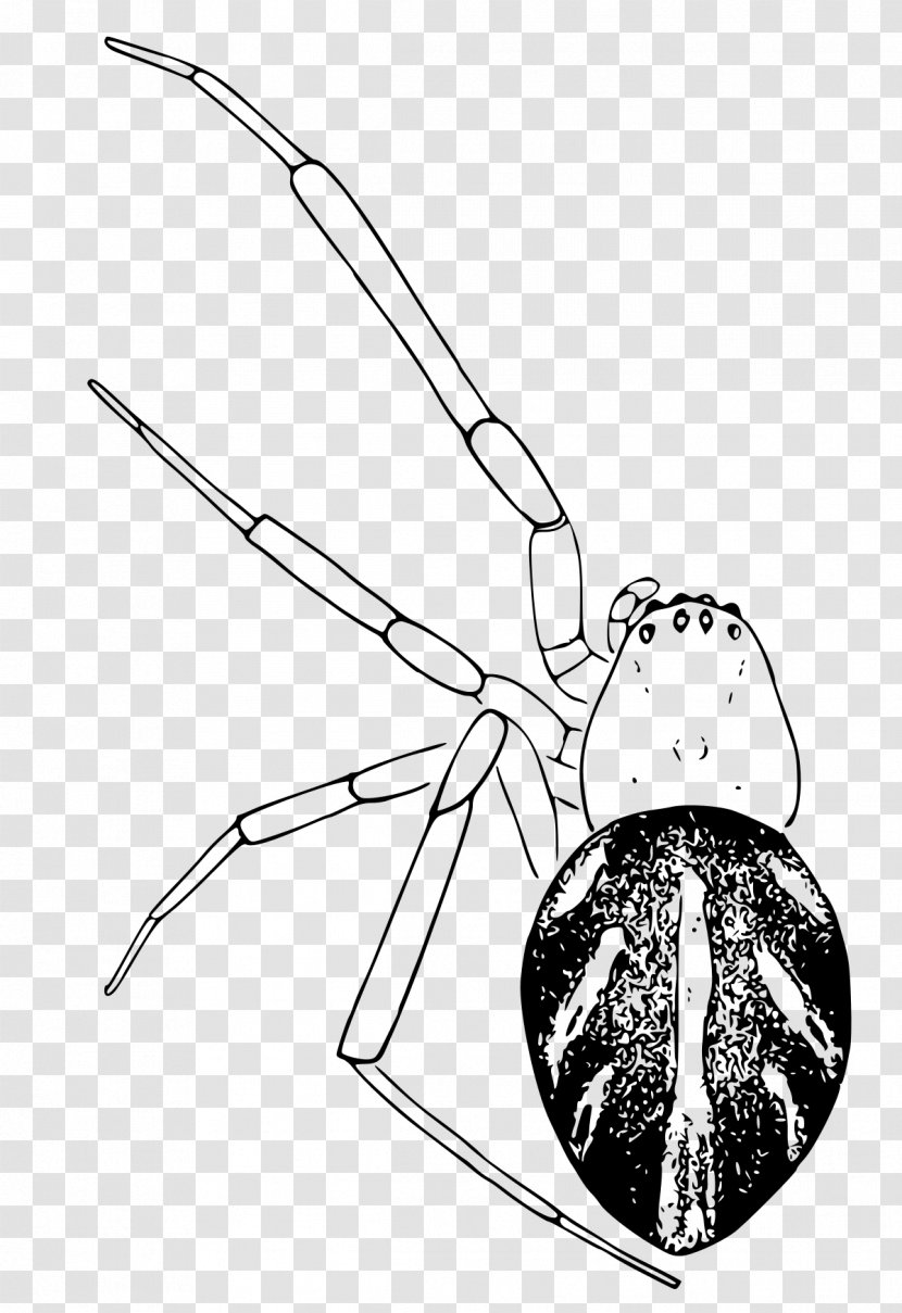 Spider Southern Black Widow Latrodectus Curacaviensis Brown Bishopi - Arachnid Transparent PNG