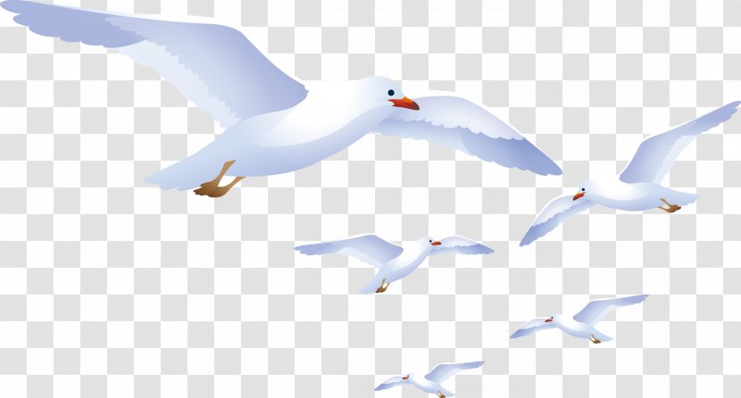 European Herring Gull Bird Gulls Crane Euclidean Vector - Typical Pigeons - White Dove Transparent PNG