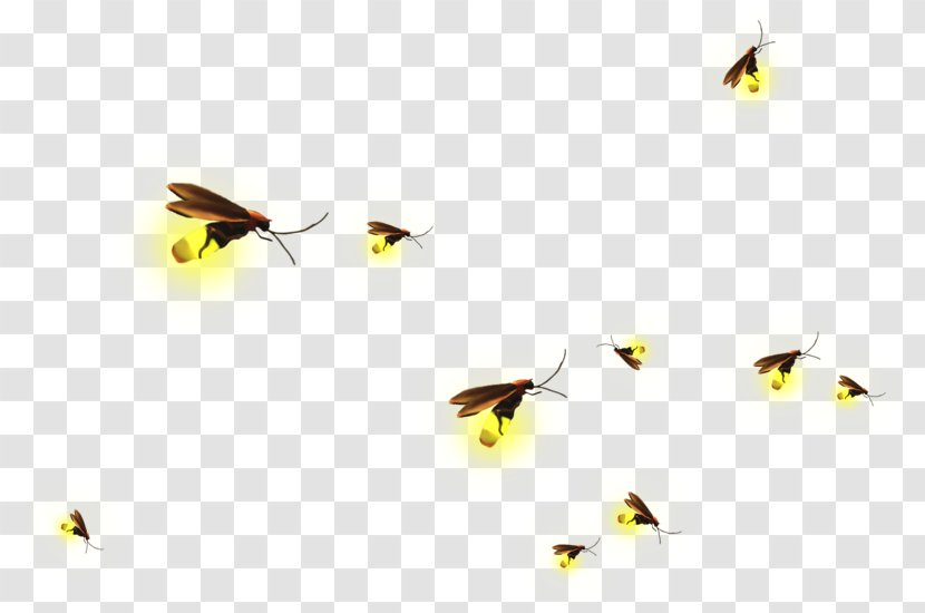 Clip Art - Garden - Firefly Background Material Transparent PNG