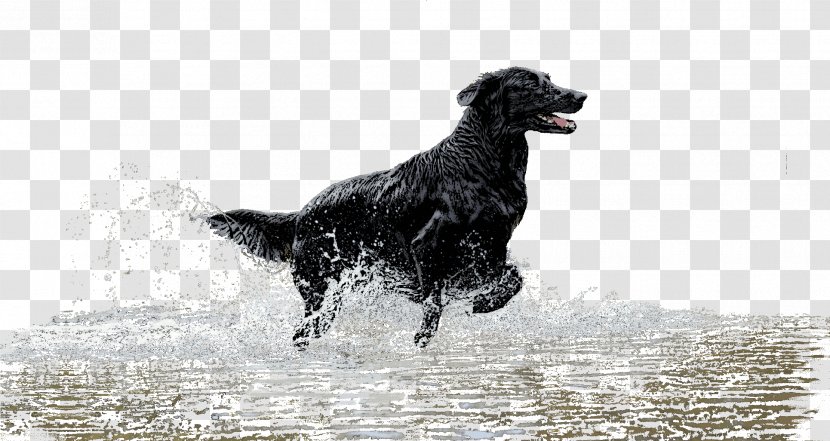 Gun Cartoon - Computer - Scottish Deerhound Hunting Dog Transparent PNG