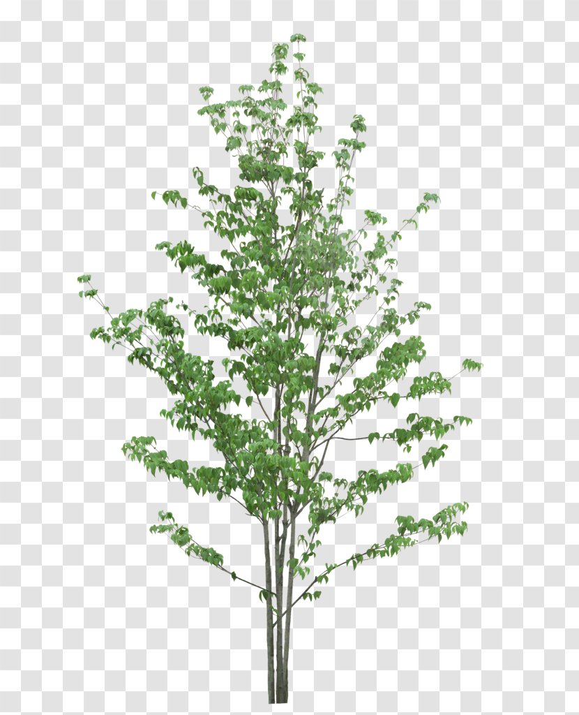 Twig Tree Leaf Fundal - Plant Transparent PNG