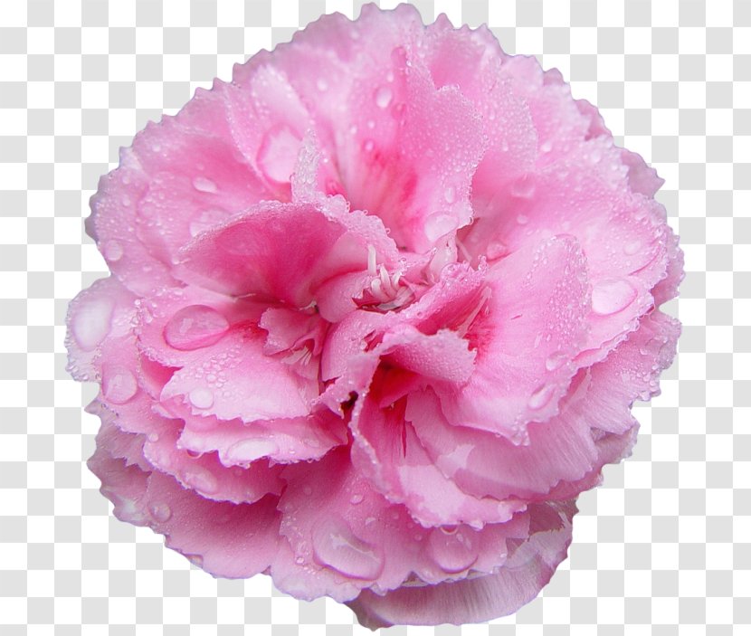 Pink Flowers Rose Carnation Nancy's Salon Transparent PNG
