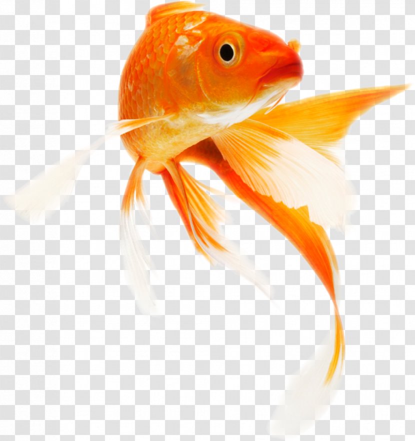 Koi Common Goldfish Clip Art Transparency - Bony Fish - Peixes Ornamentais Transparent PNG