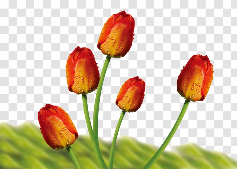 Tulip Flower Bouquet - Bud Transparent PNG